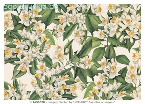 Geschenkpapier Orangenblüten, Fiori darancio (Grafiche Tassotti)